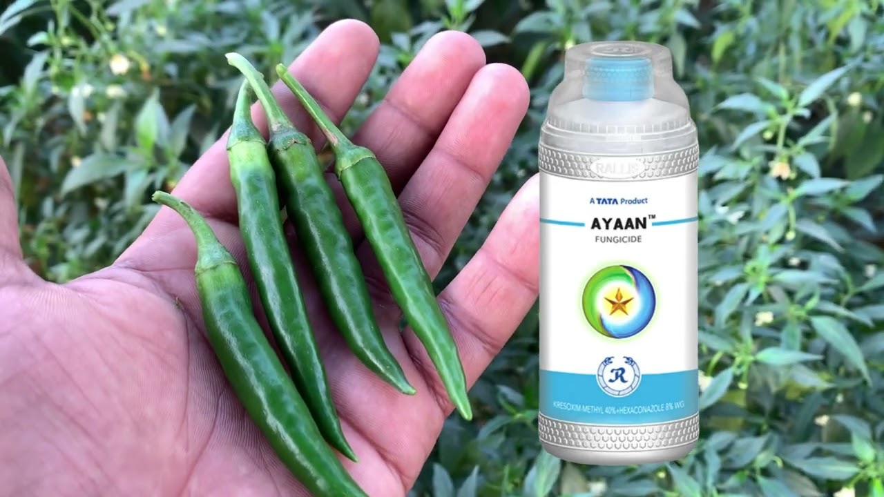 New Ayaan Fungicide | Tata Ayaan Fungicide | #Ayaanfungicide #tatayaanfungicide