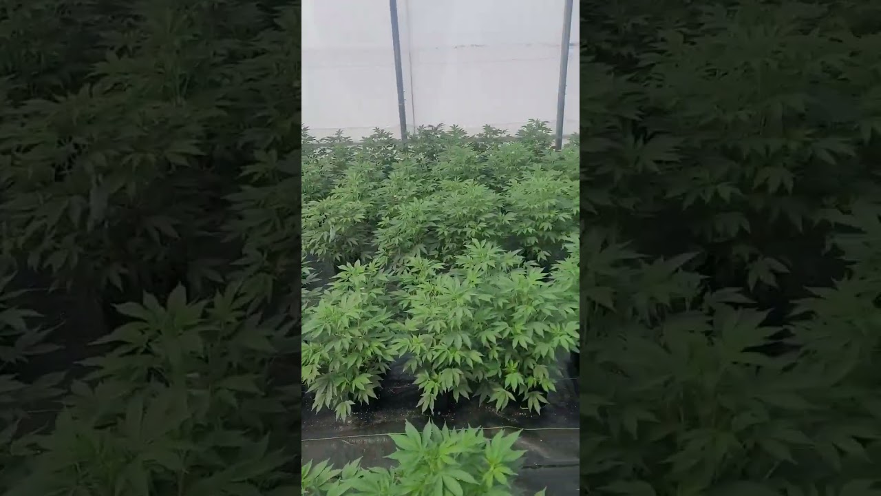 Cannabis Nursery Moms - Outdoor / Hoop House Grow 🌿🔥