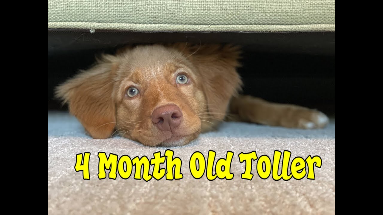 17 Week Nova Scotia Duck Toller Goes On A Walk & Takes a Swim!