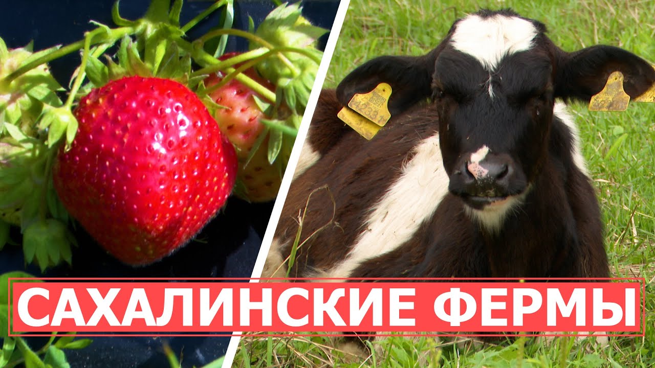 СПЕЦРЕП: Фермеры и сельское хозяйство на Сахалине