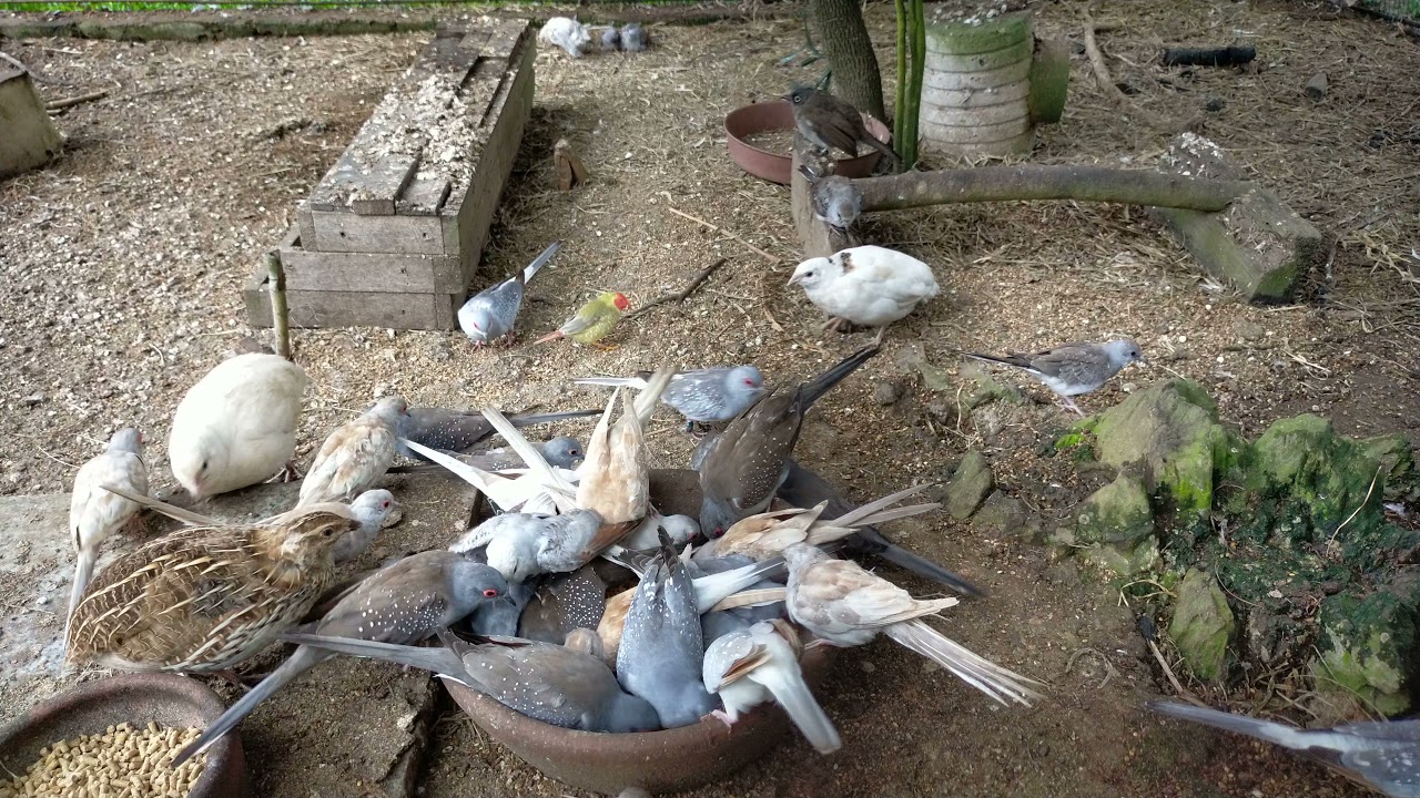 DIAMOND DOVE IN COLONY