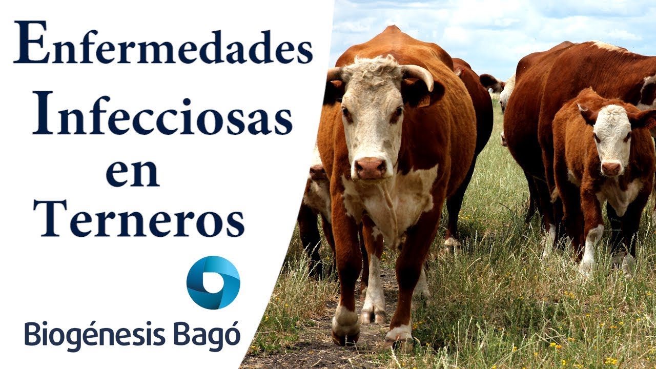 Enfermedades infecciosas en La cría - Biogénesis Bagó
