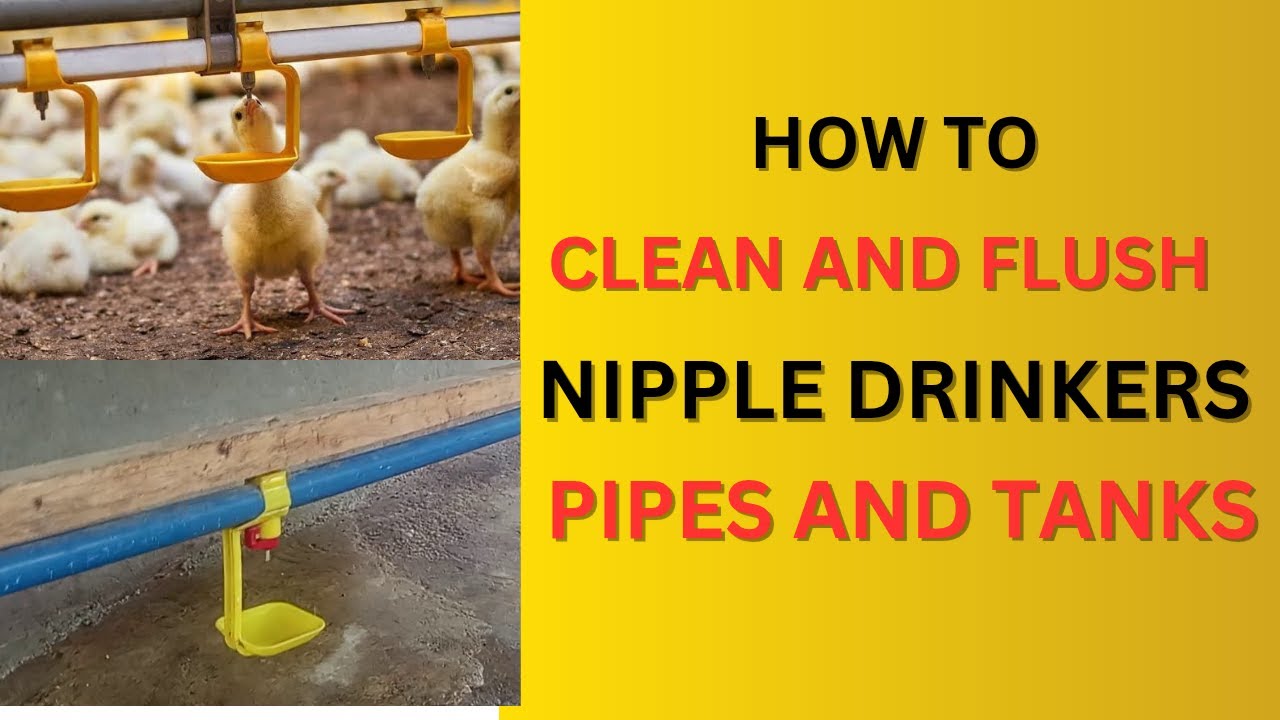 How To Regularly Care,Clean And Flush Nipple Drinkers Pipelines And Tank For Chicken