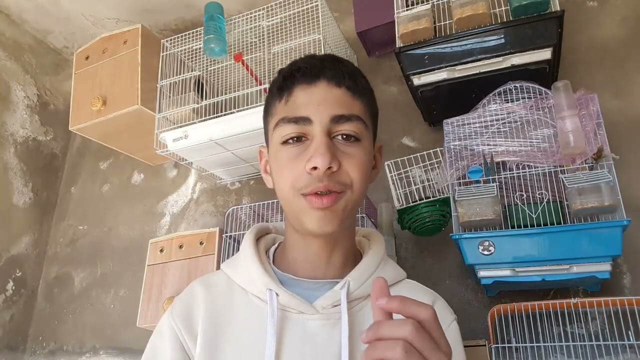 عندك طيور ما بغاوش يتزوجوا!?🐦 هذا الفيديو لك👈