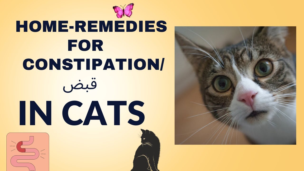Cat Ko Constipation Ho Jaye To Kia Karna Chahye | Constipation In Cats | Home Remedies