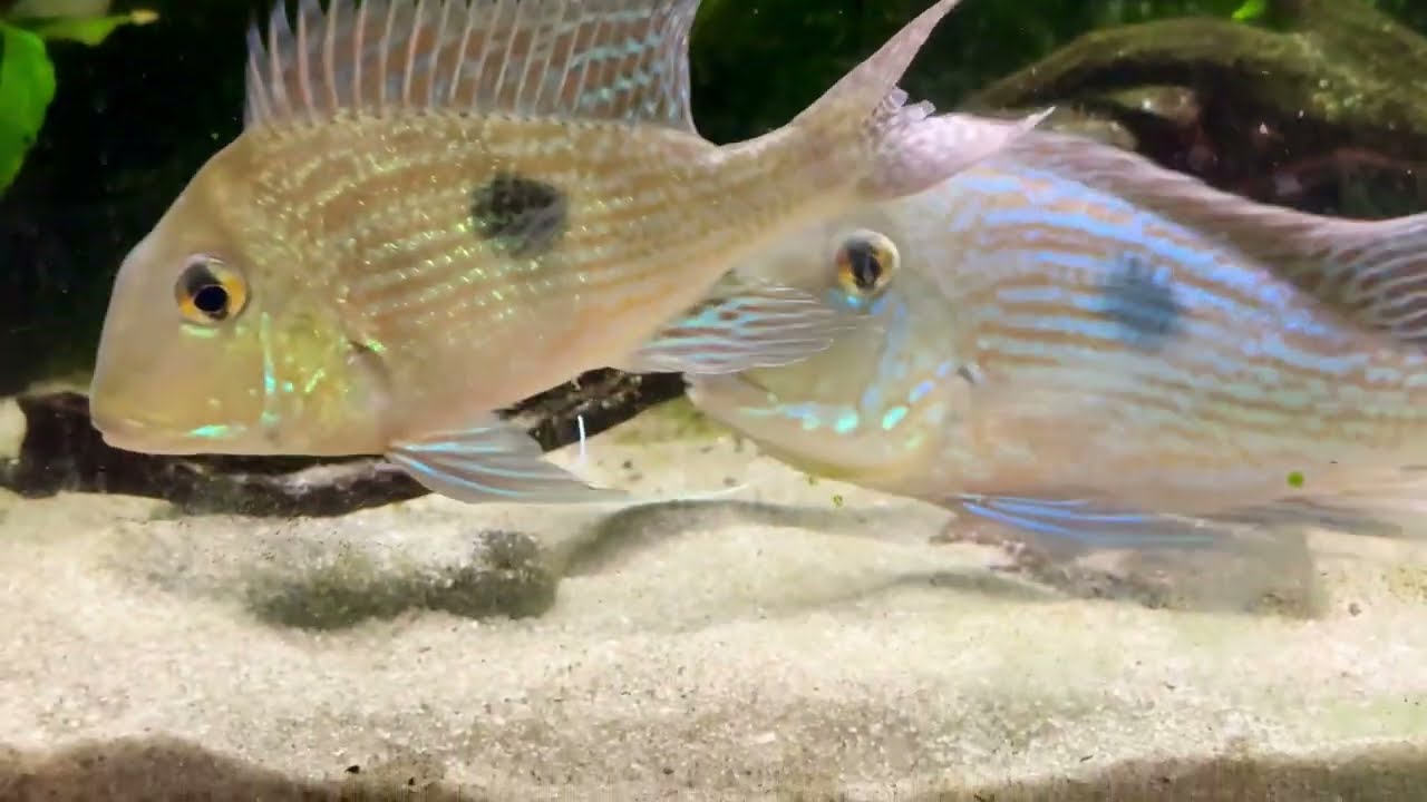 Breeding Geophagus sveni