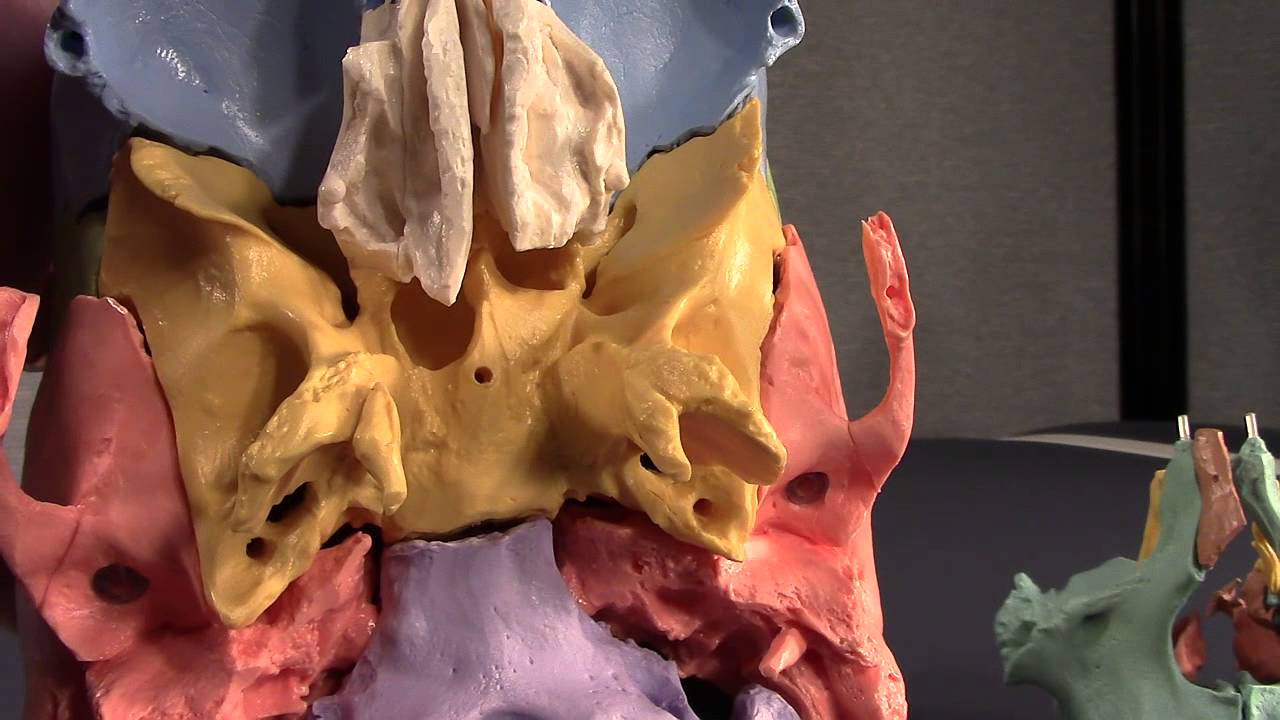 Human Cranial Osteology: Part VII, The Sphenoid