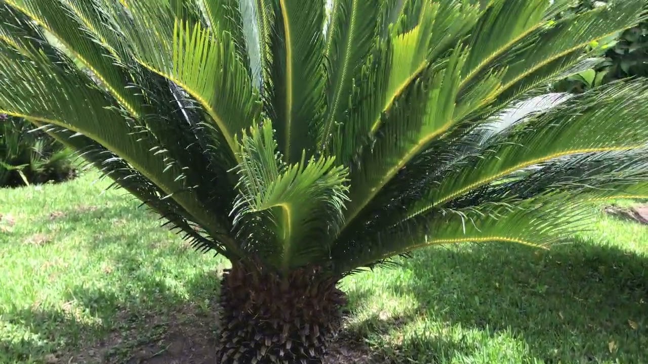Foglie grandi e sane di grande Cycas in giardino | IPHONE 7 | 4K 30p