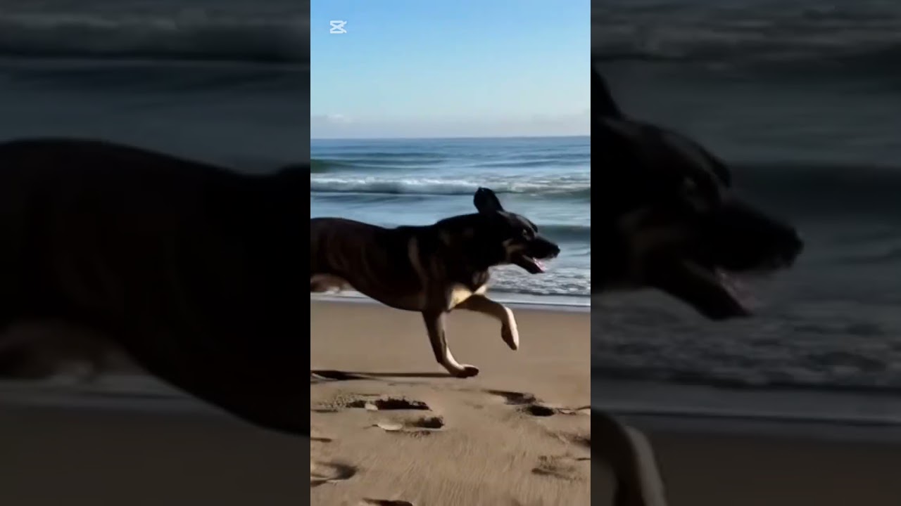 ORELHAS  EL ERA Un perrito feliz corriendo por la playa! 🌊🐾