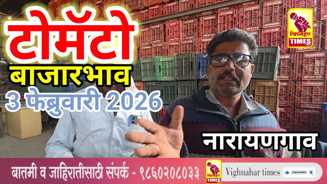 नारायणगाव टोमॅटो मार्केट l दिनांक 3 फेब्रुवारी 2026 रोजी पहा टोमॅटोला काय मिळतोय बाजारभाव?
