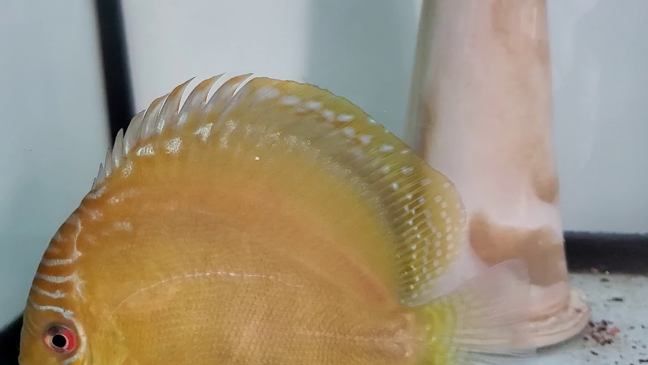 Aquatopia.ca wild strain discus with fry.