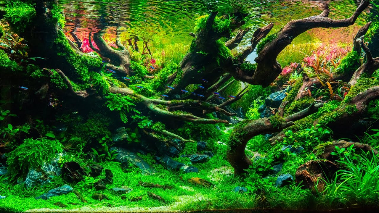 IAPLC 2025 aquascaping 
