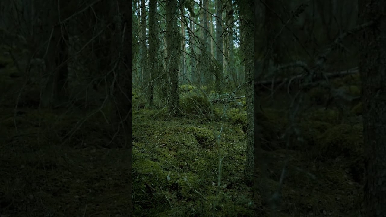 A Nordic Sanctuary #moss #forest #zen #mythic #mindfulness #calmingmusic