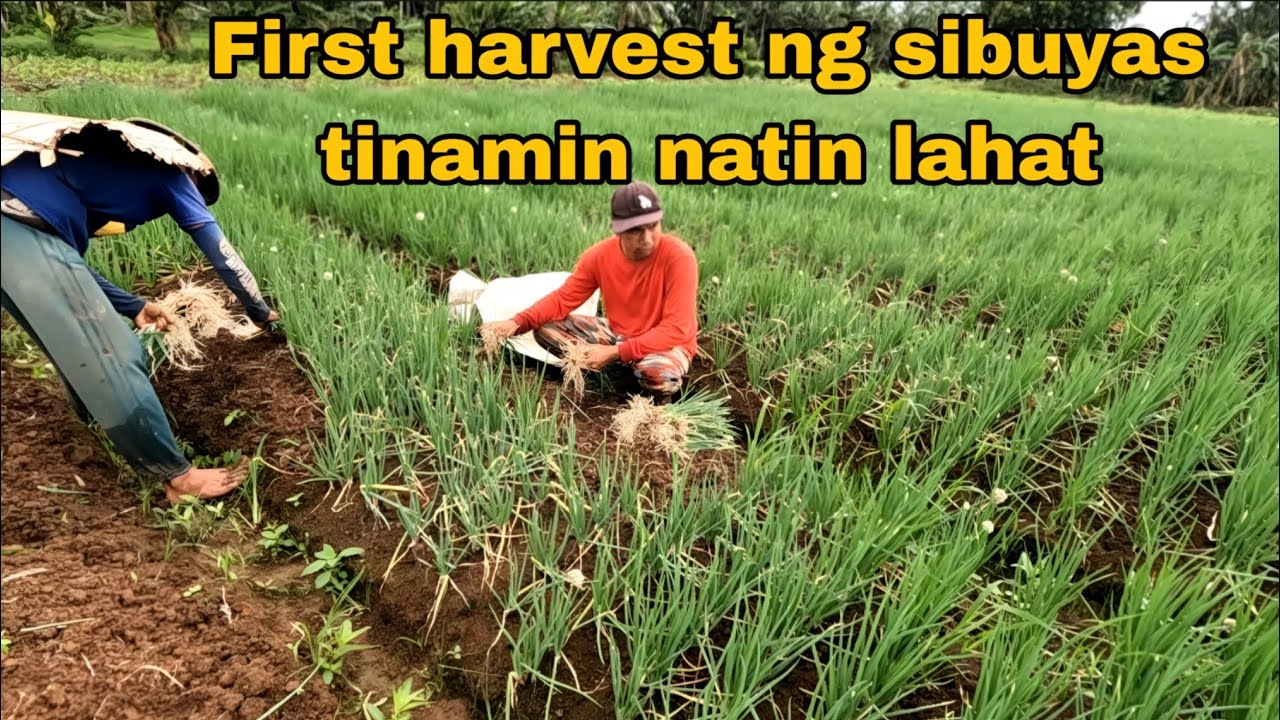 First harvest ng sibuyas  Duterte tinanim natin lahat
