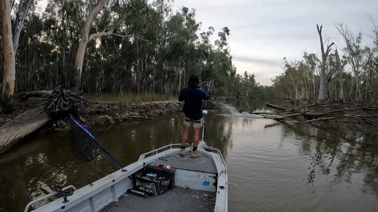 Murray cod off the surface in thick timber.