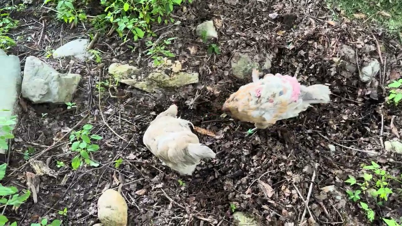 Sunday Forage!