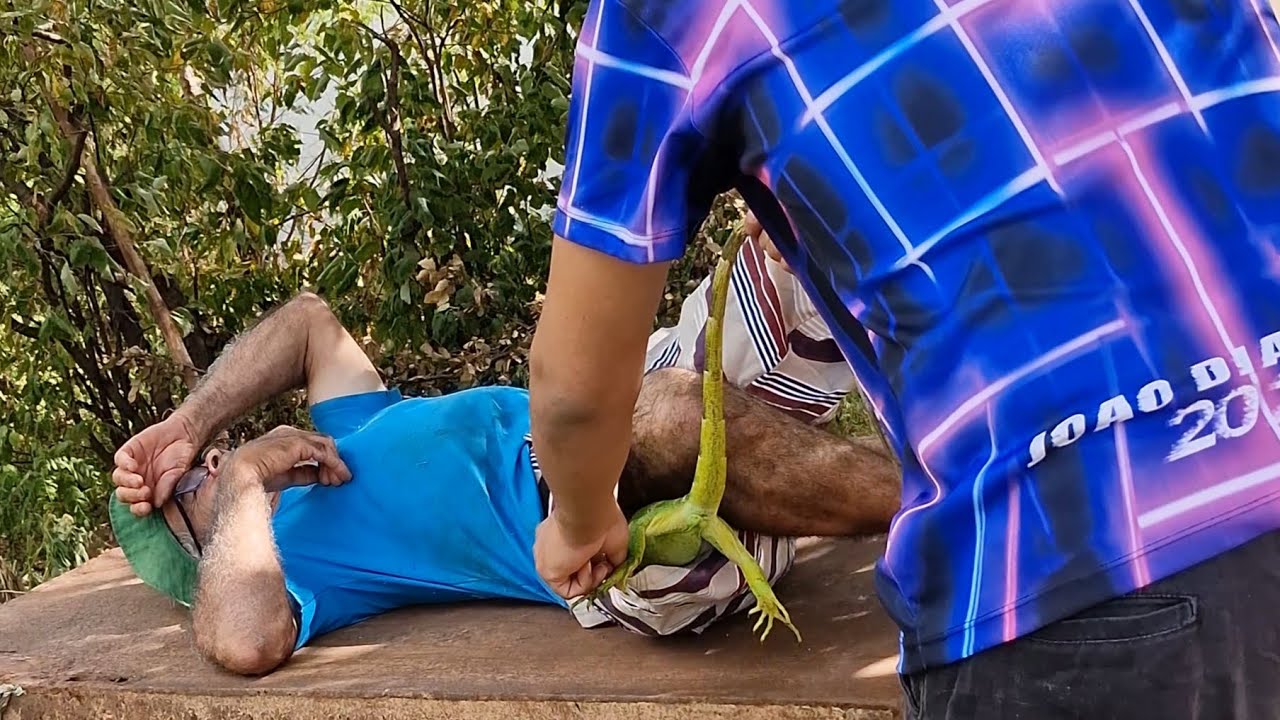 Joaquim botou um lagarto nas calcas de seu Antônio #comedia #humor #drama #viralshort