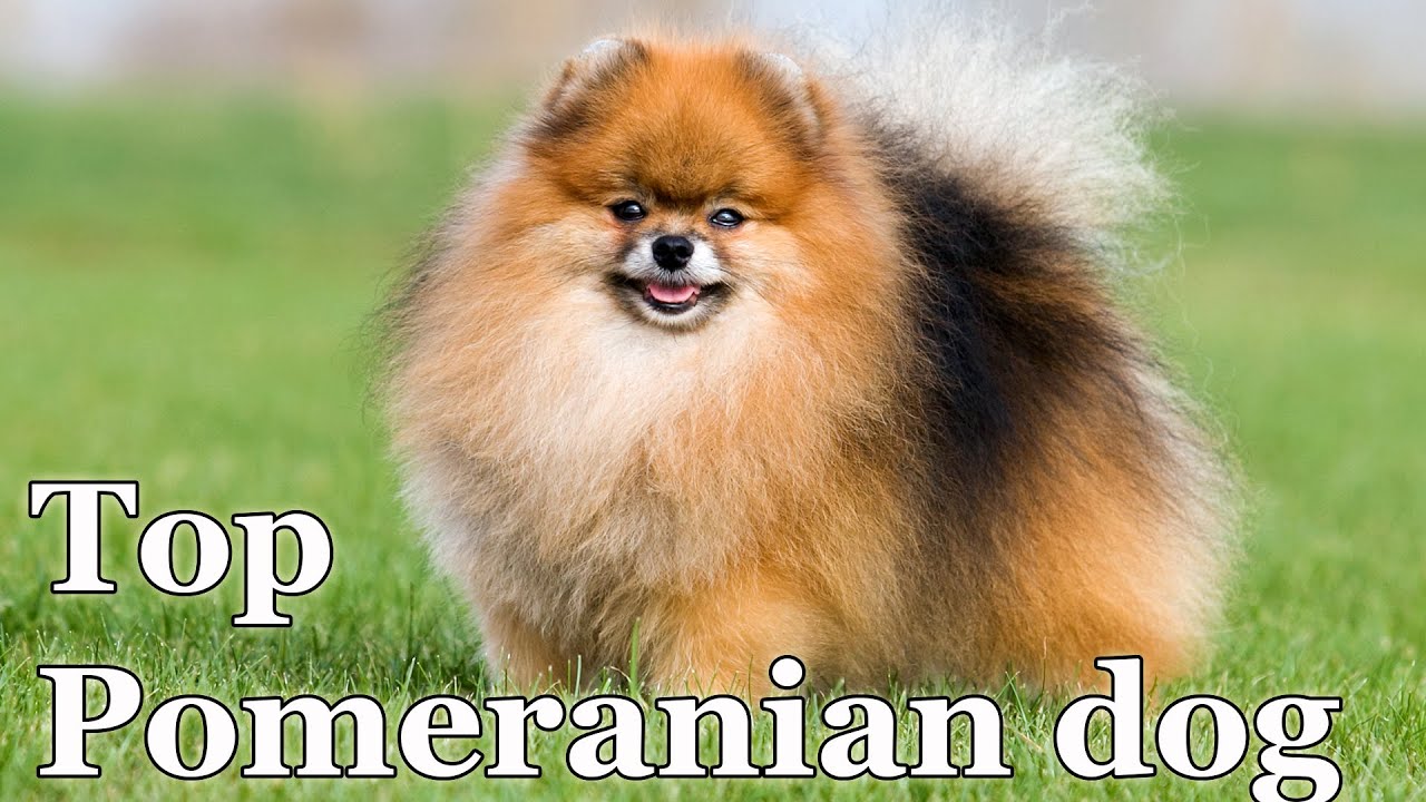 Cute Pomeranian dog Teddy Bear style. 020 #pomeranians #pomeraniandogs #cutepomeranian