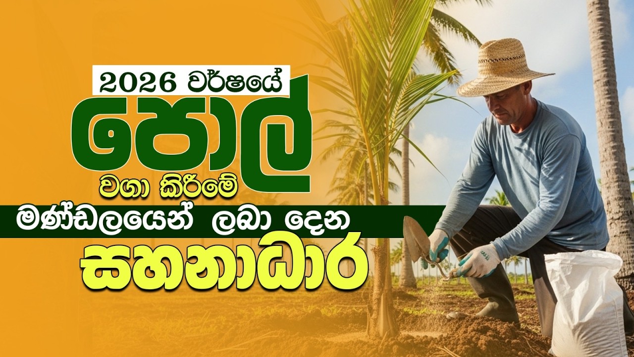 ඔබත් 2026 වර්ෂයේ පොල් වාගා කිරීමේ මණ්ඩලයෙන් ලබා දෙන සහනාධාර ලබා ගත්තා ද? | Coconut Cultivation #agri