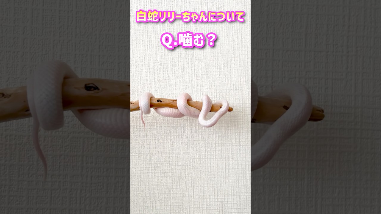 白蛇リリーはどんな蛇？ #爬虫類 #白ヘビ #白蛇の波動 #コーンスネーク