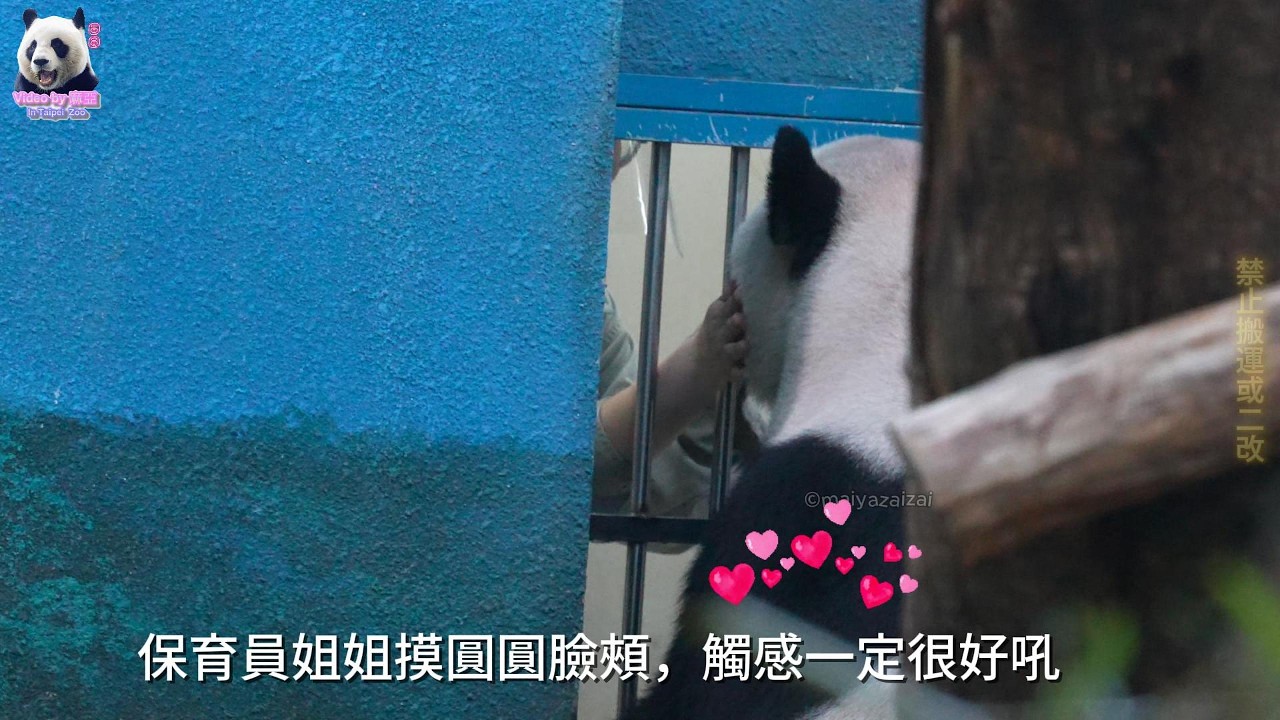 20260223 保育員姐姐上課輕摸圓圓臉頰，觸感一定很好吧，行豐灰罐躺玩輕鬆解 The Giant Panda Yuan Yuan