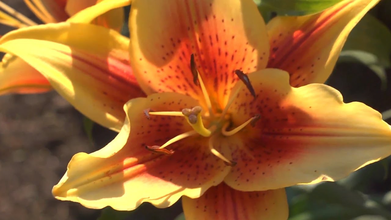 How to Grow Lilies | At Home With P. Allen Smith