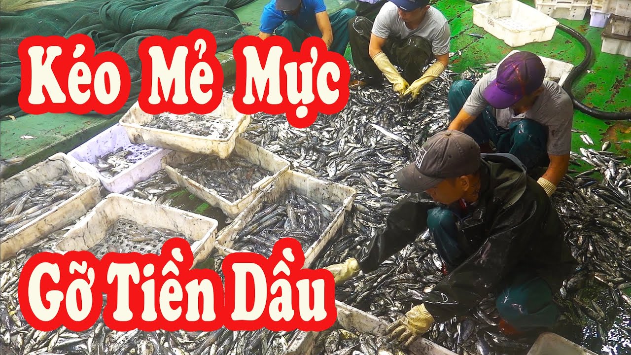 Xem Ngư Dân Kéo Chài Bắt Được Mẻ Rất Nhiều Mực Cá - Gỡ Tiền Dầu Trong Lúc Đang Đắt Đỏ - P240