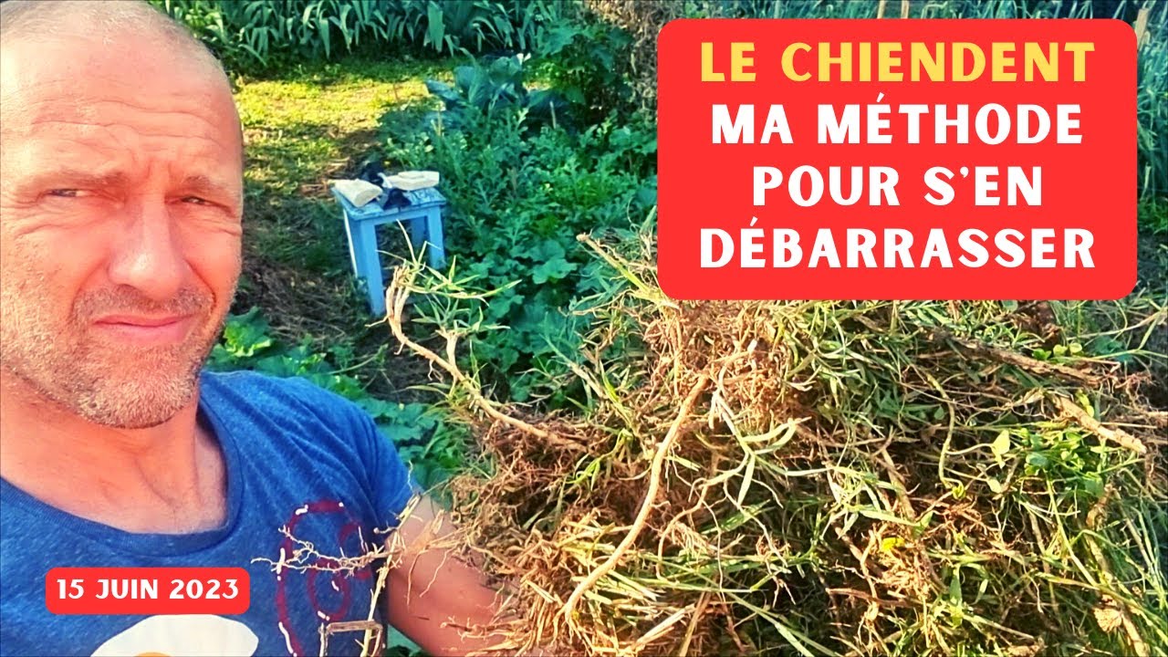 Chiendent au potager ► Il faut vite agir