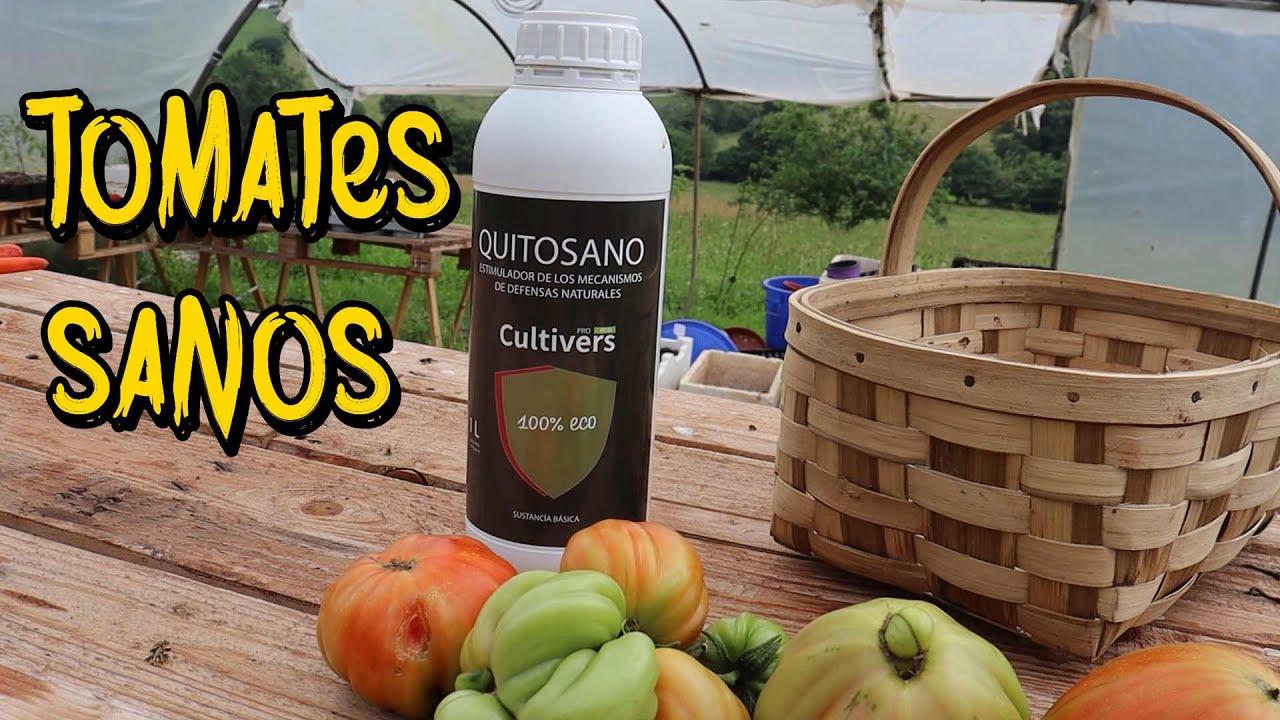 TRUCOS para tener TOMATES sanos