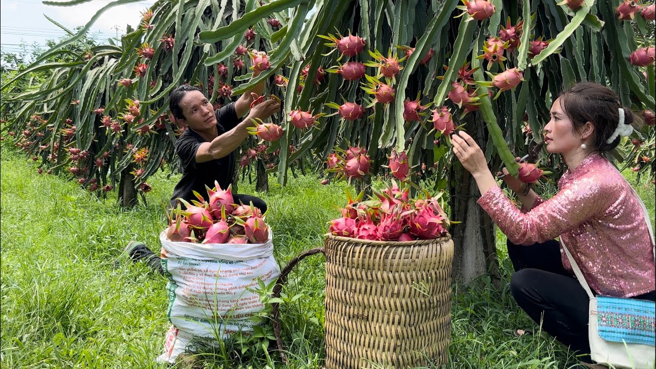 Harvest Dragon Fruit Goes to the market sell, Buy Slippers For The Children In The Village, Vàng Hoa