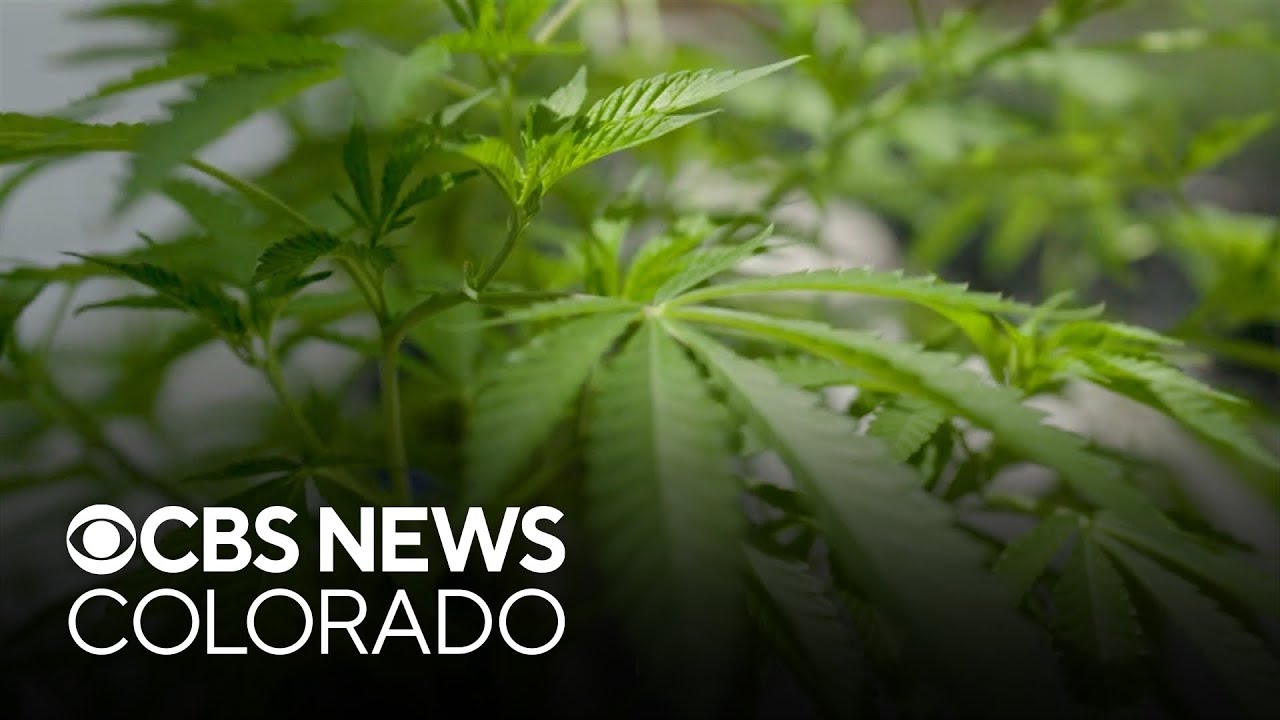 Recording reveals concerns over illegal activity in state's marijuana industry