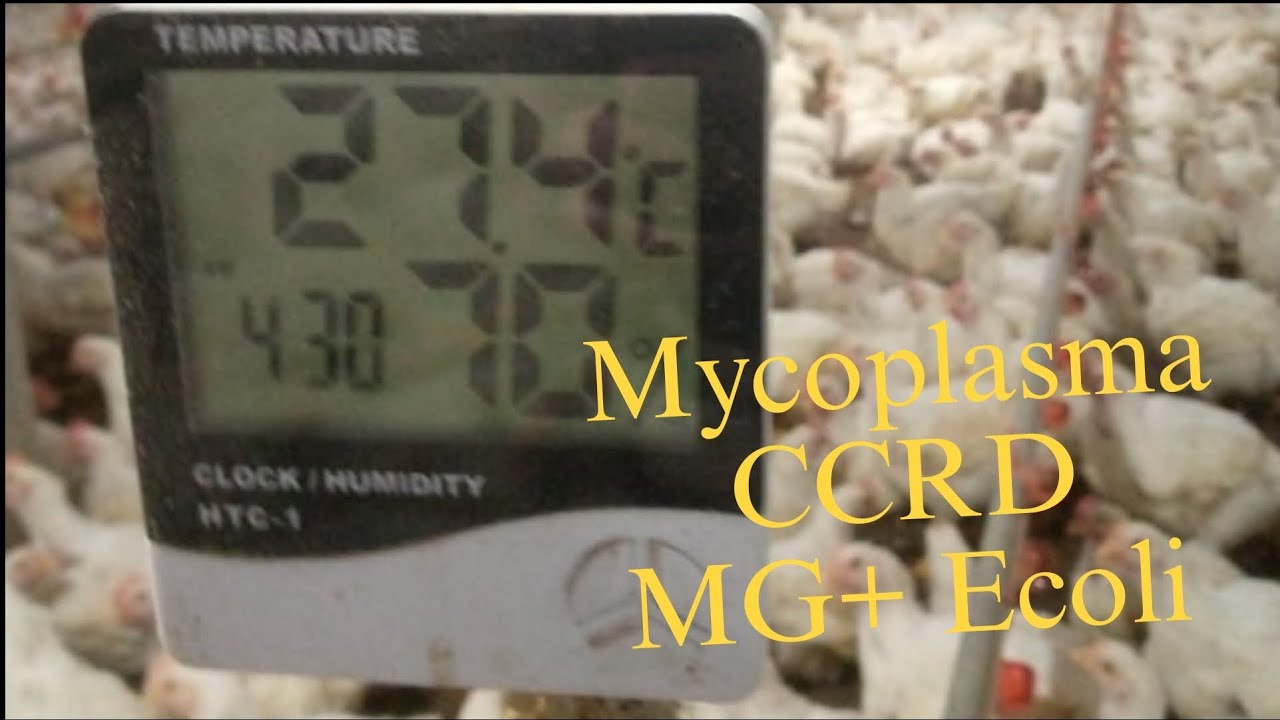 What is Mycoplasma || CCRD Complex in Broiler || Broiler Disease || Pakistan Poultry industry
