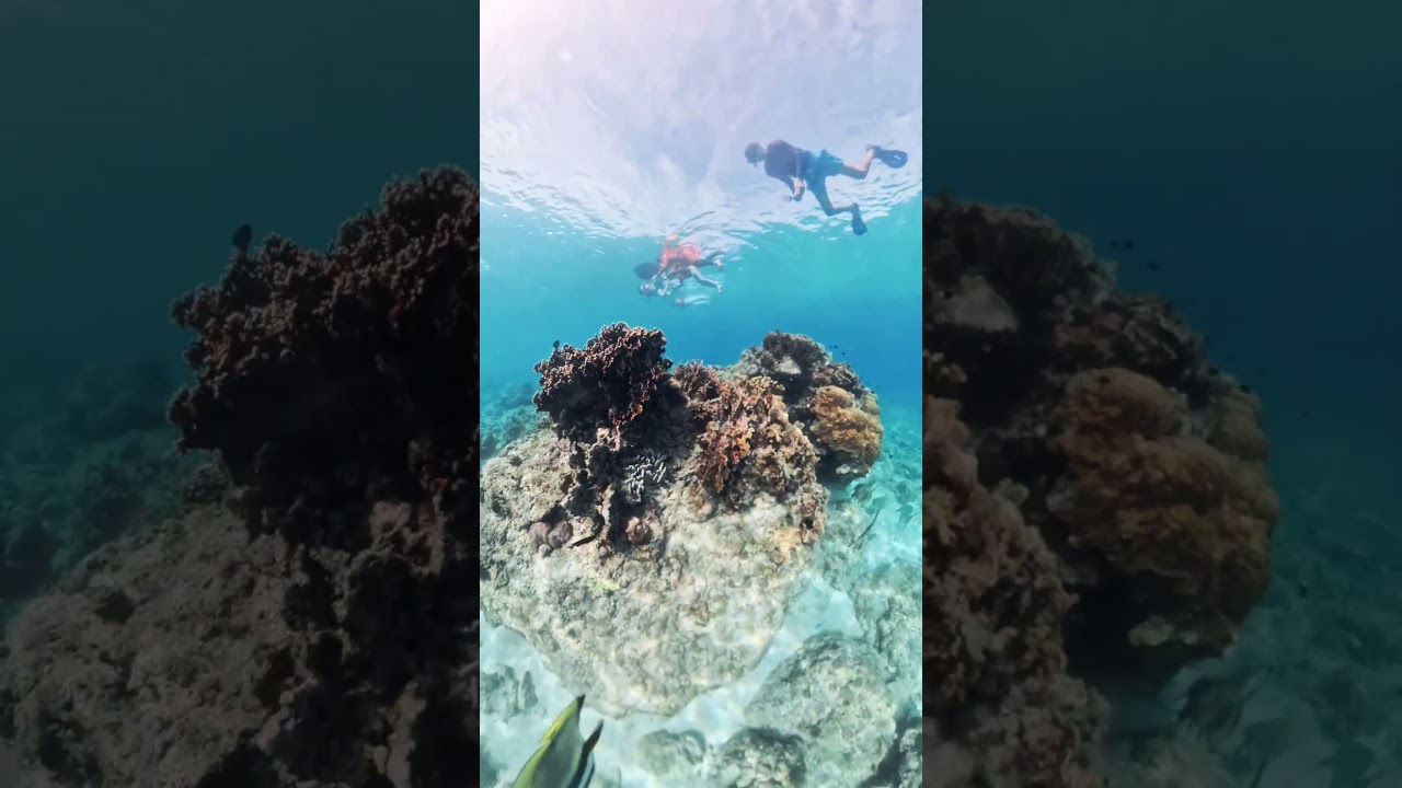 danjugan island. snorkeling to see the beauty.