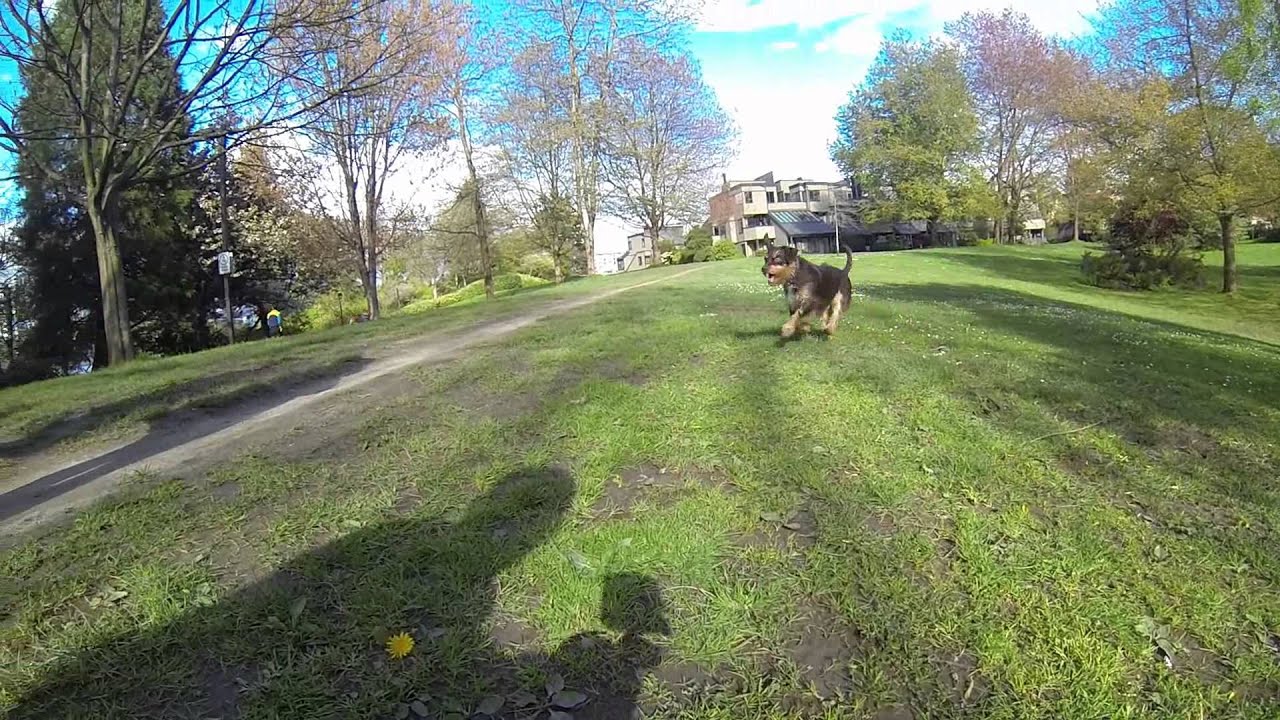 Gonzo - Dog's life - 1080HD