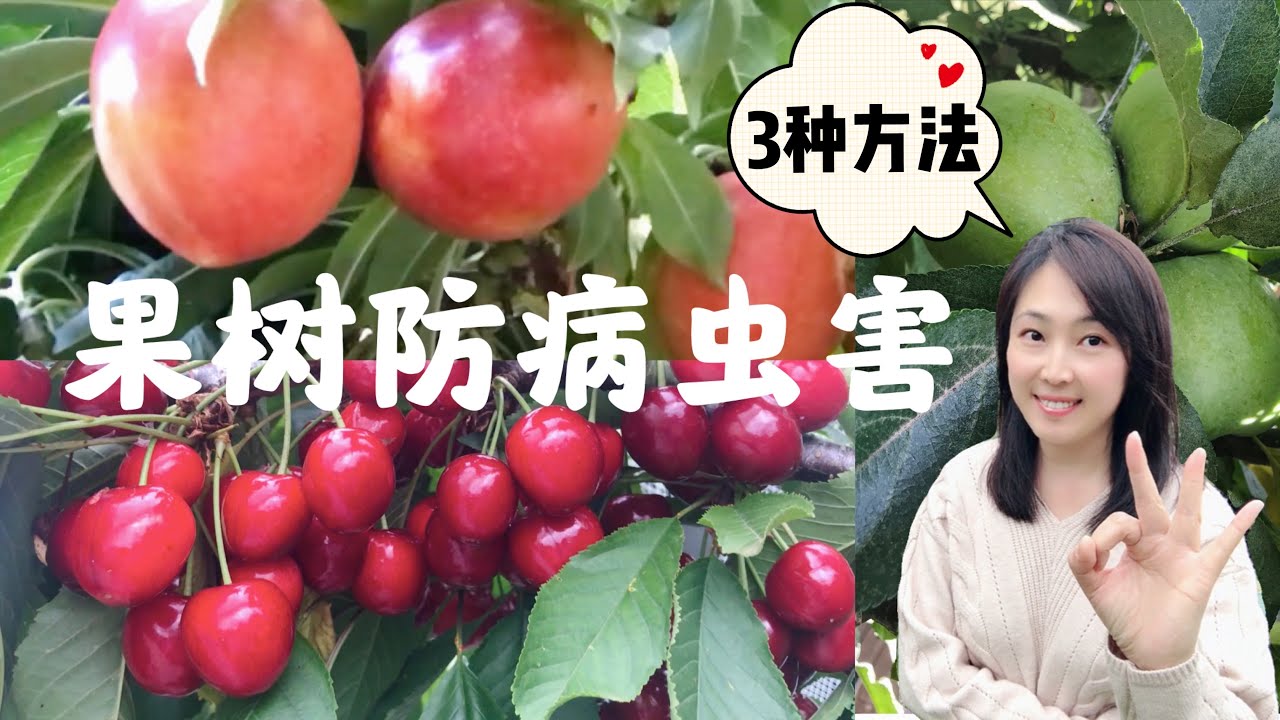 【种植48】3个有效的方法 防止 果树病虫害，桃树、樱桃树、苹果树、杏树、梨树等都要做 3 methods to control fruit tree disease and insect pests