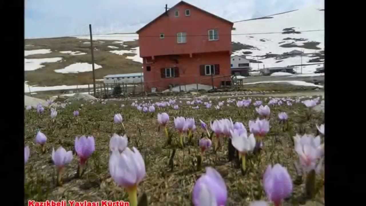 Alim Koca (aç bana kollarını)