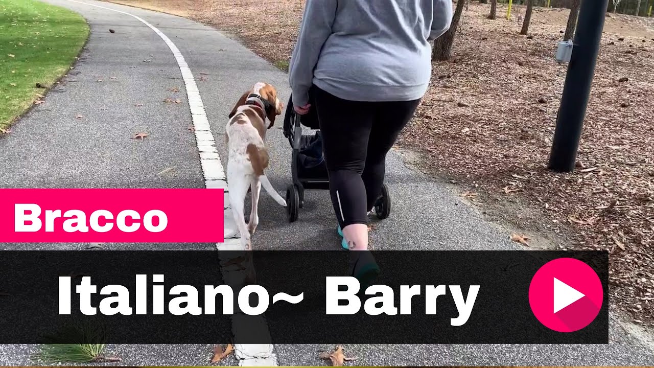 Bracco Italiano~ Barry Off Leash K9 Training Myrtle Beach 2 Week Board and Train