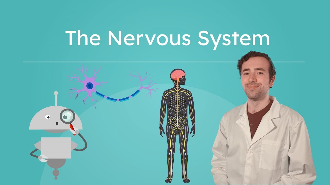 The Nervous System - How the Brain and Nerves Control the Body