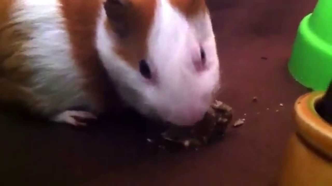 Devon attacking his nutty treat