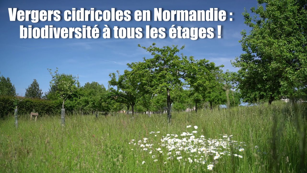 Biodiversité et filière cidricole en Normandie