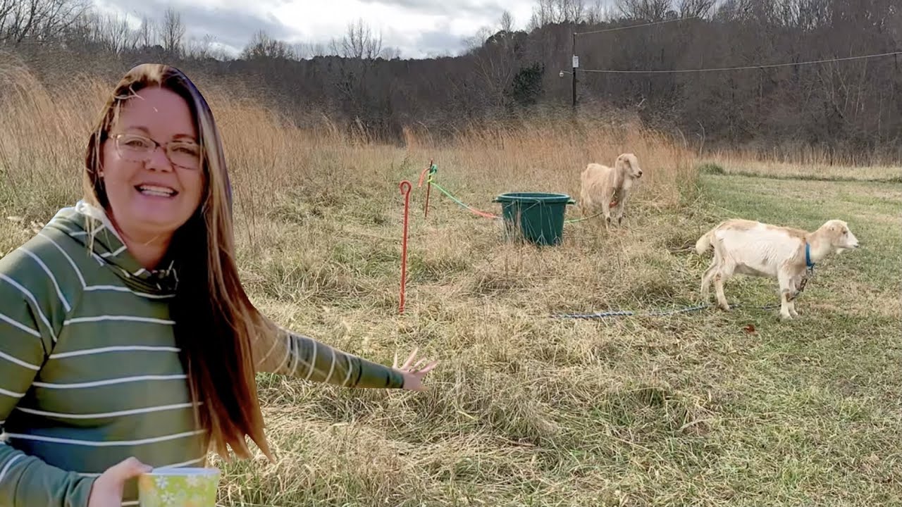 Goat Mowing: Will it work with only two goats? || LaMancha Goats on our Homestead