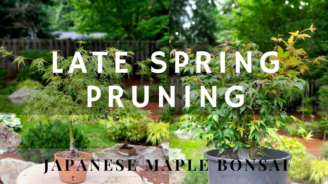 Pruning Japanese Maple Bonsai trees in Late Spring!