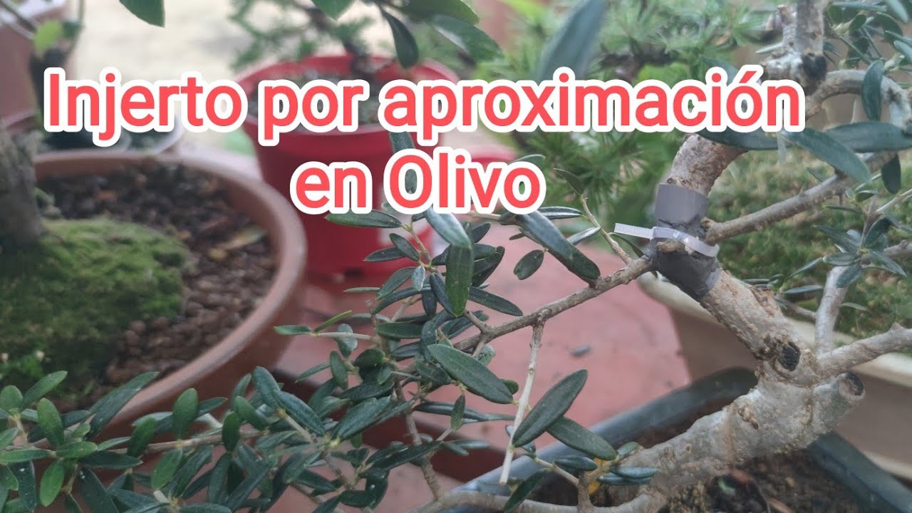 Olivo de Belén.Injerto por aproximación.