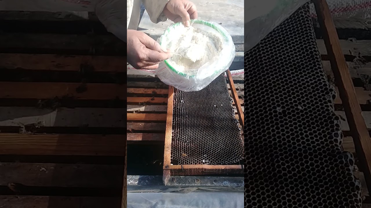 افضل علاج لتعفن الحضنه بدون مجهود قناة عالم النحل والطبيعة اسامه عثمان