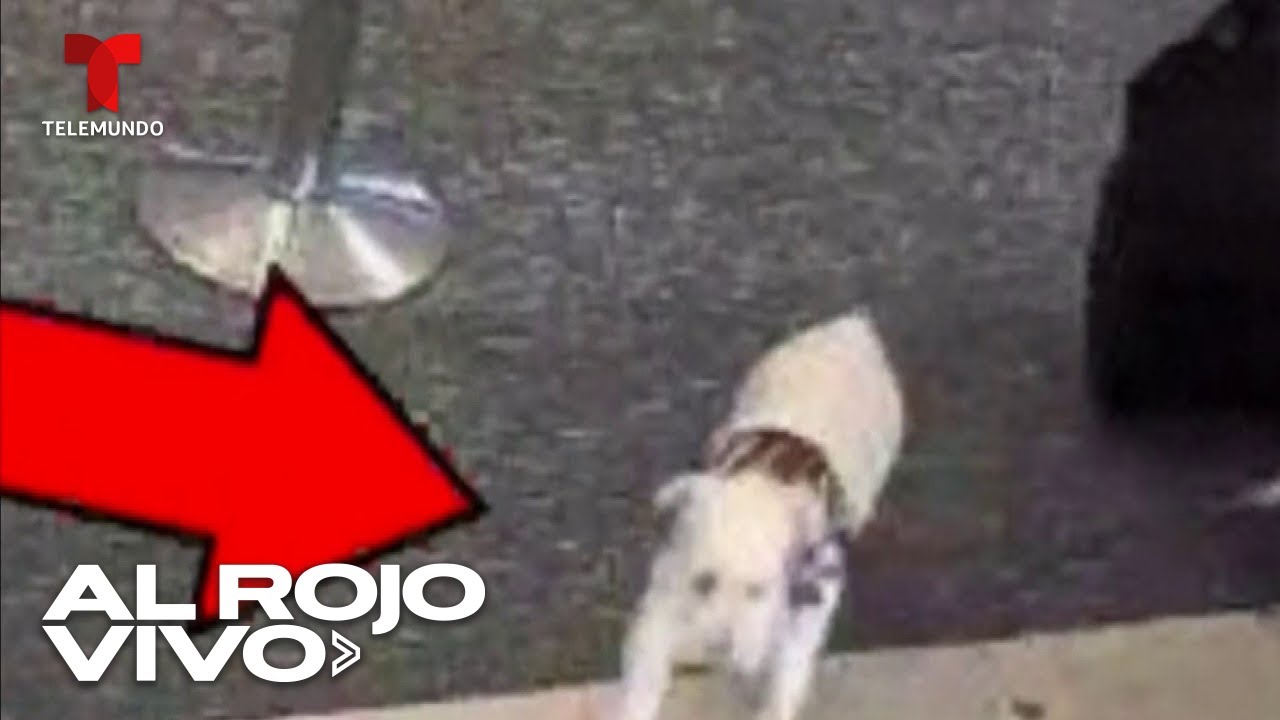 Mujer mata a su perro en el aeropuerto, después de que no la dejaran abordar su vuelo