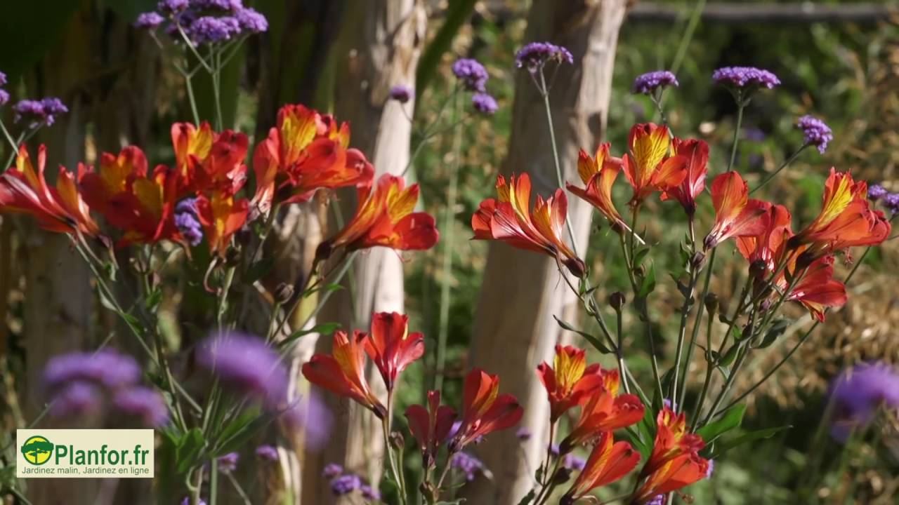 Un coin de jardin luxuriant et exotique