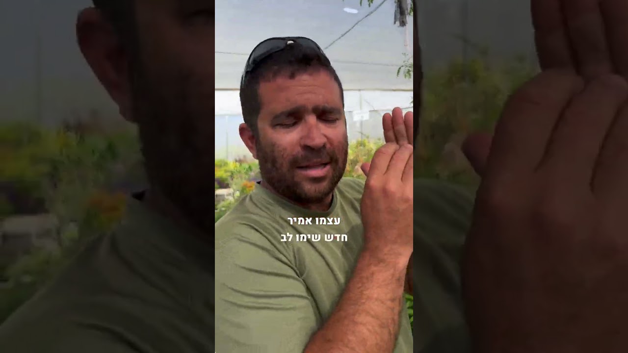 5 טיפים לגידול נכון של עגבניות ועגבניות שרי במיכלים במרפסת ובגינה