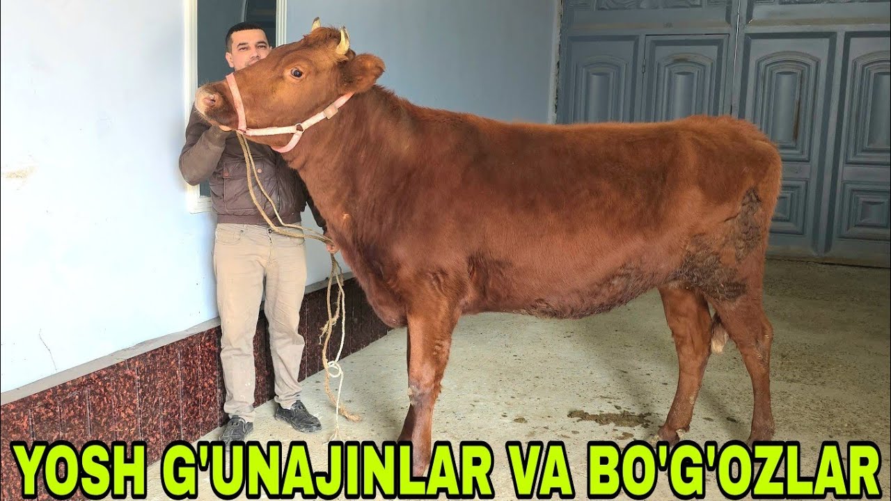 Azamatjon ukamizdan bugun yangi partiya yosh g'unajinlar va bo‘g‘ozlarni zo'rlari 4-mart, 2026