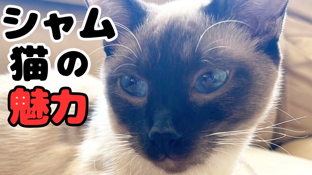 【シャム猫の魅力】性格や特徴、シャム柄猫あるある５選！