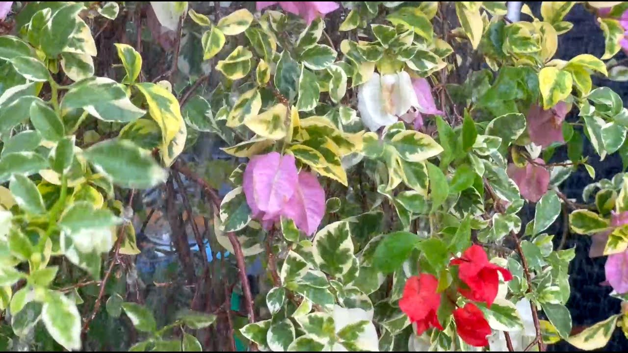 Goodbye Stress To Sleep Instantly With Sounds Of Heavy Hammering Rain, Rain Flower Themes